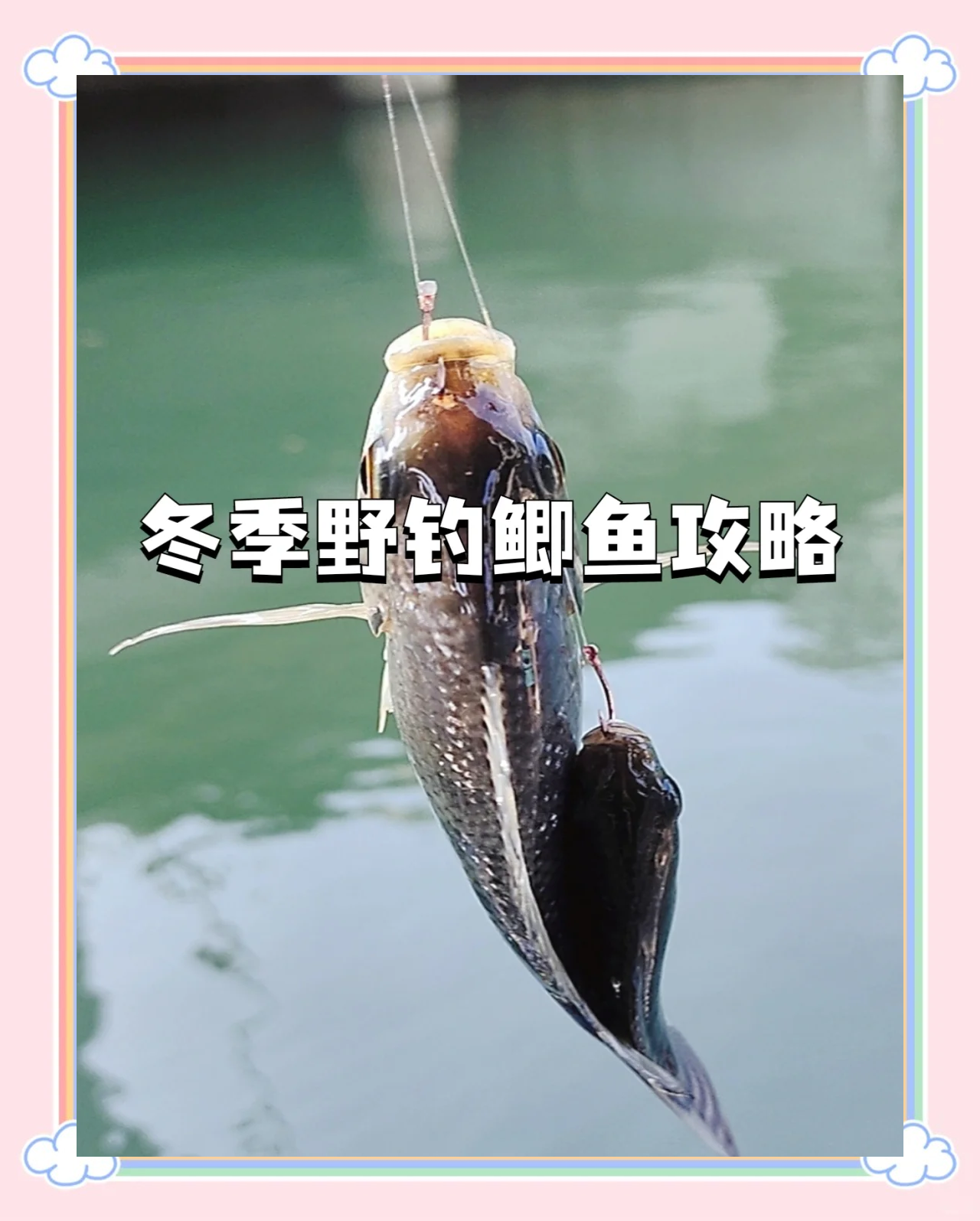 冬钓大棚鲫鱼技巧视频(冬钓大棚鲫鱼技巧视频教程)