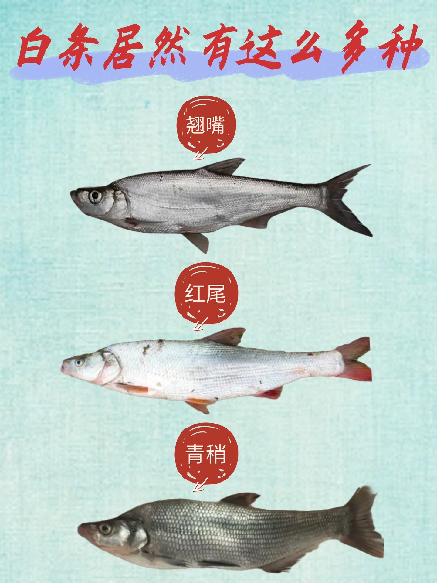 路亚长江白条(路亚白条鱼的钓法)