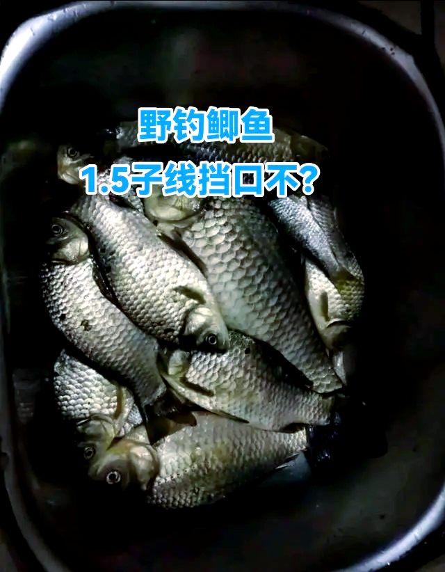 夏野钓鲫鱼技巧(夏季怎样野钓鲫鱼)