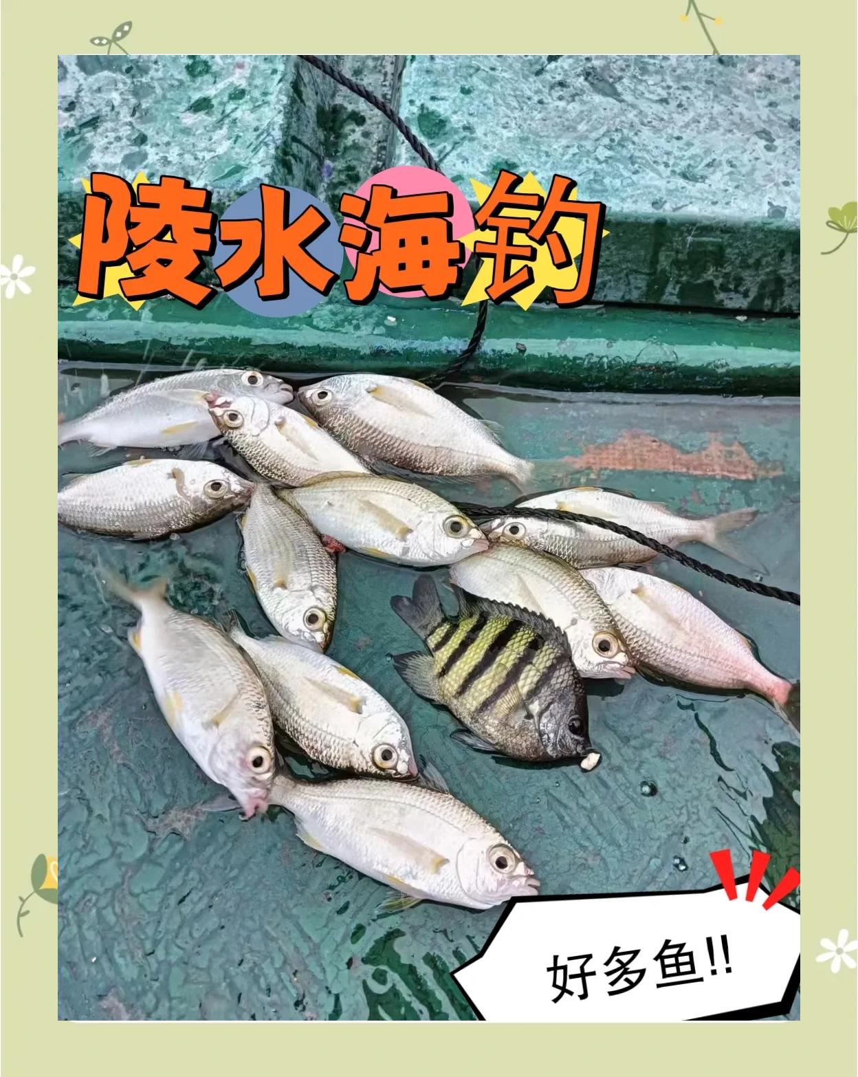 曹妃甸十六加海钓(曹妃甸十六加钓鱼不让进)