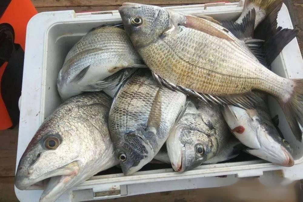 红虫海钓好吗(红虫钓海鱼)