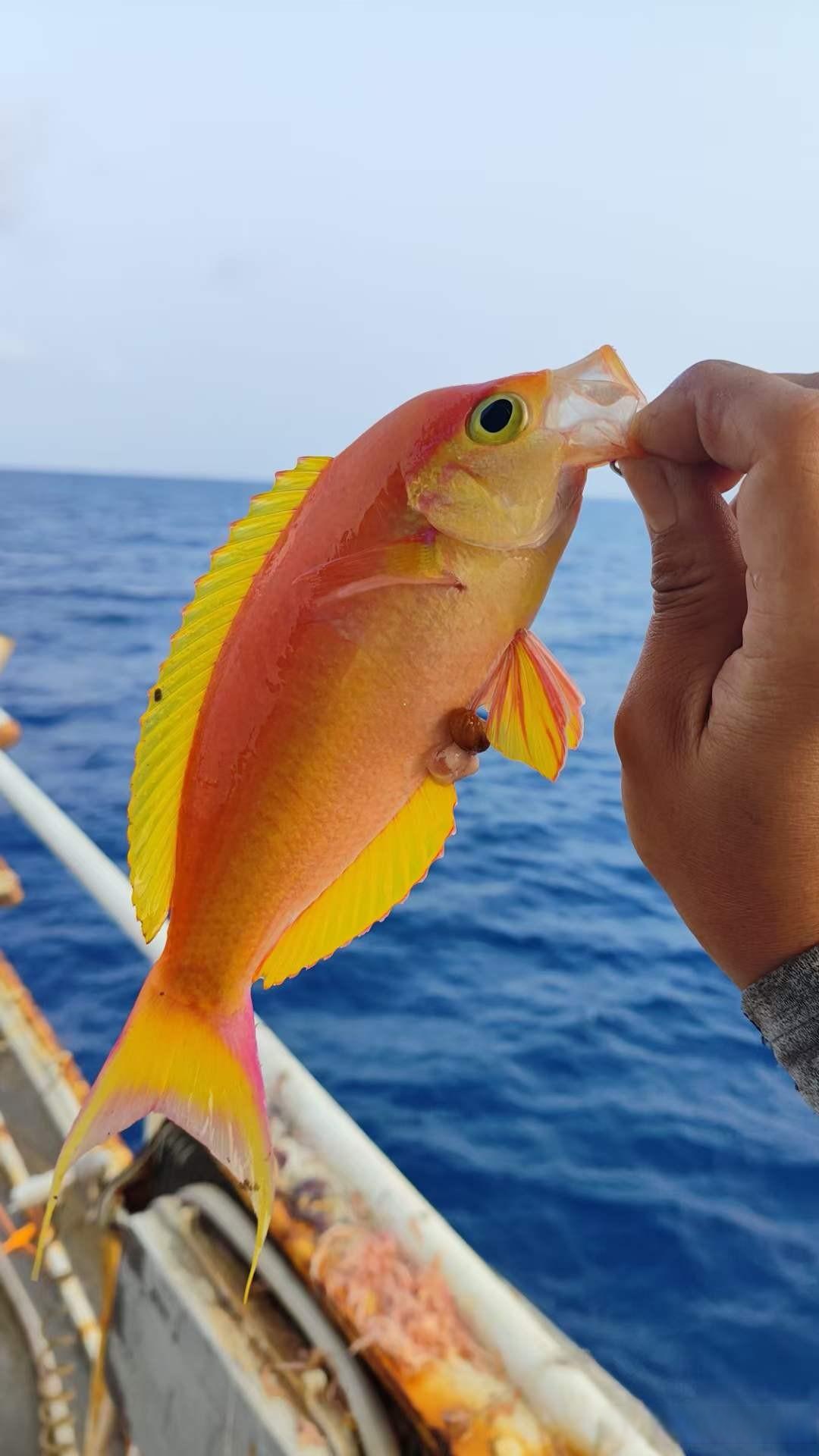 远海钓鱼(远海钓鱼船完整视频)