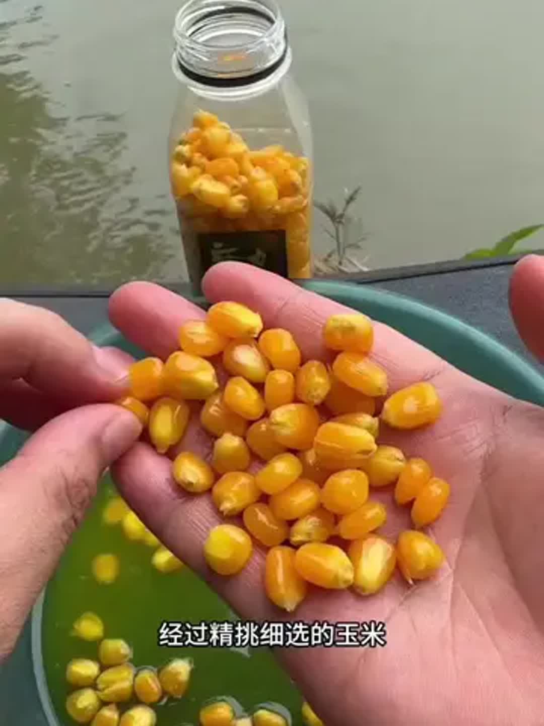 发酵饵料用法(发酵饵料钓什么鱼)