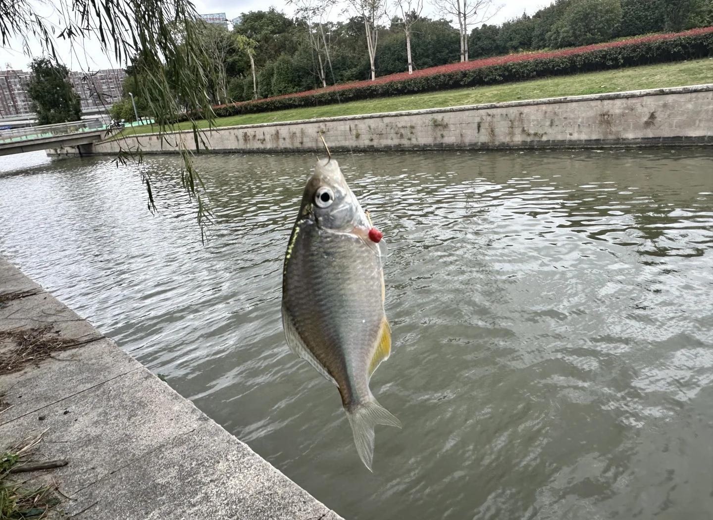 传统钓好还是路亚好(传统钓和路亚)