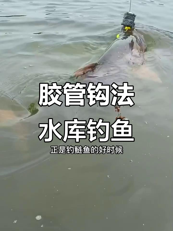 水库放水钓鱼技巧(水库放水钓鱼技巧视频)