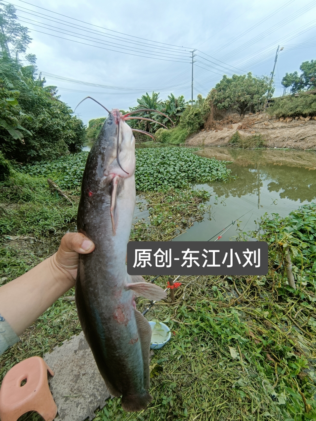 钓埃及鲶鱼技巧(埃及鲶鱼的养殖方法)
