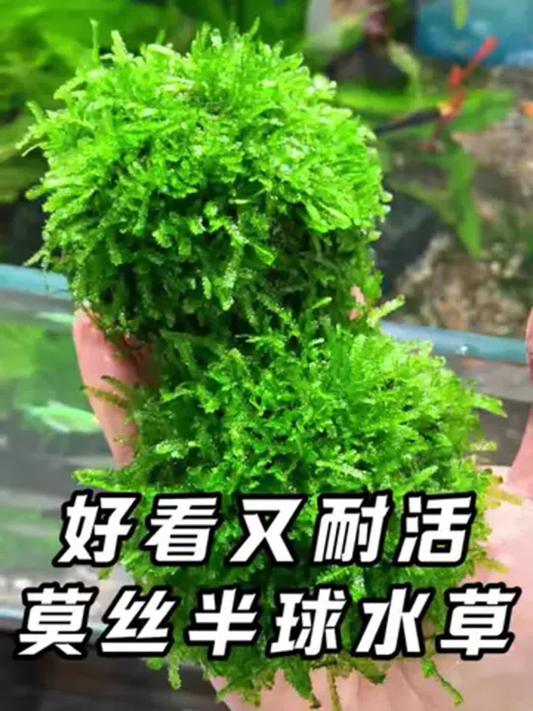 水草打黑技巧(水草打黑技巧视频)