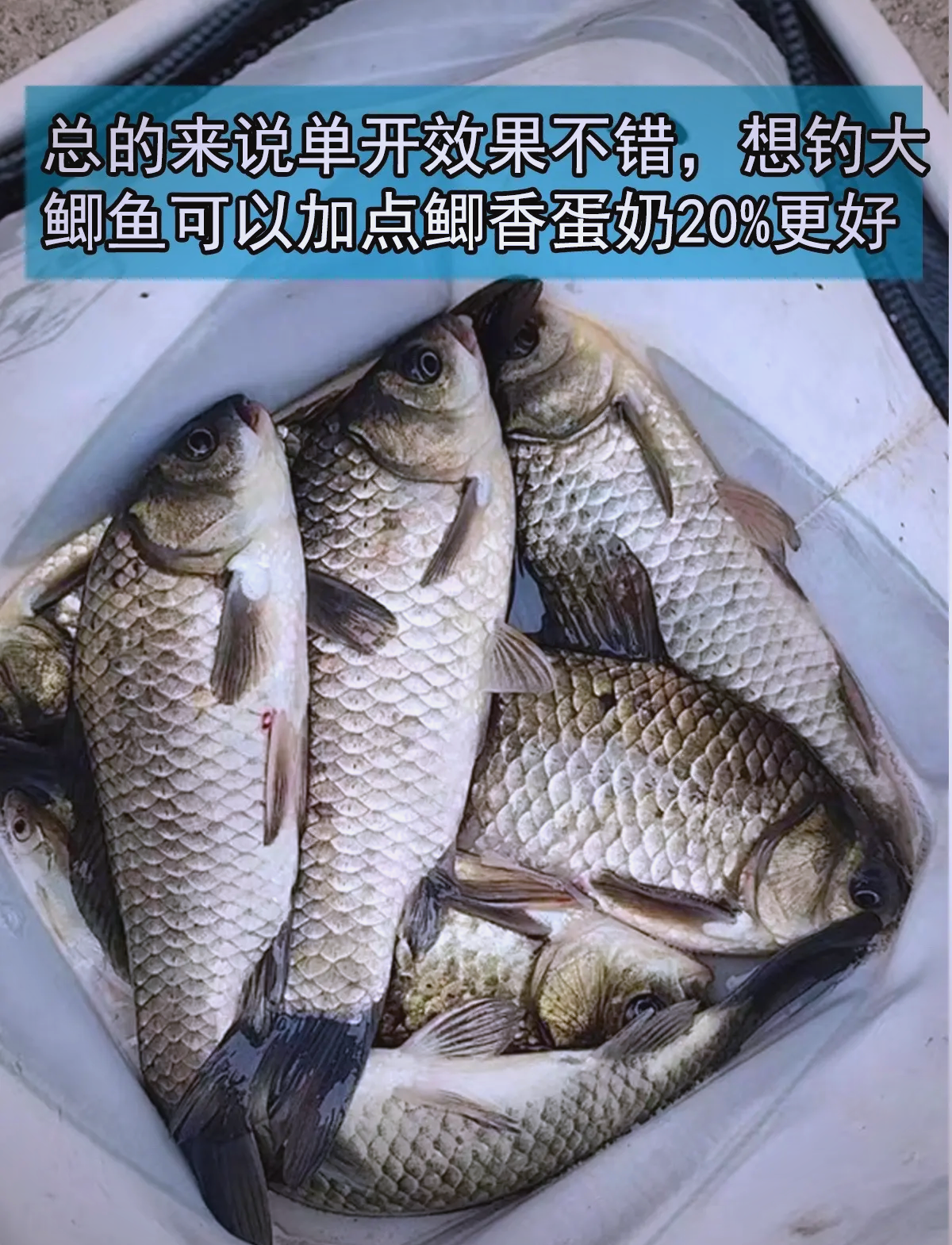 自制水果钓鱼饵料(自制水果钓鱼饵料怎么配)