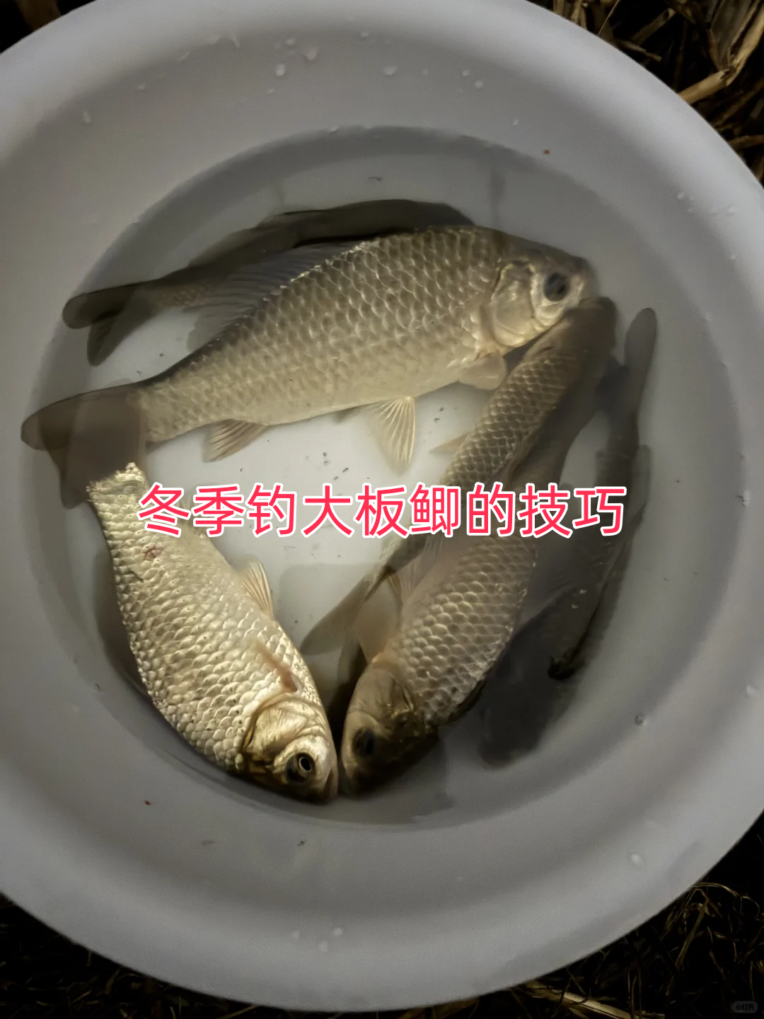 广西冬季水库钓鲫鱼技巧(广西冬季水库钓鲫鱼技巧图)