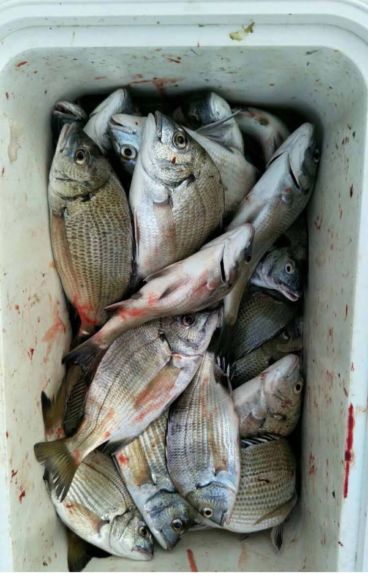 如何海钓鲻鱼视频(海钓鲻鱼的技巧及饵料配方转)