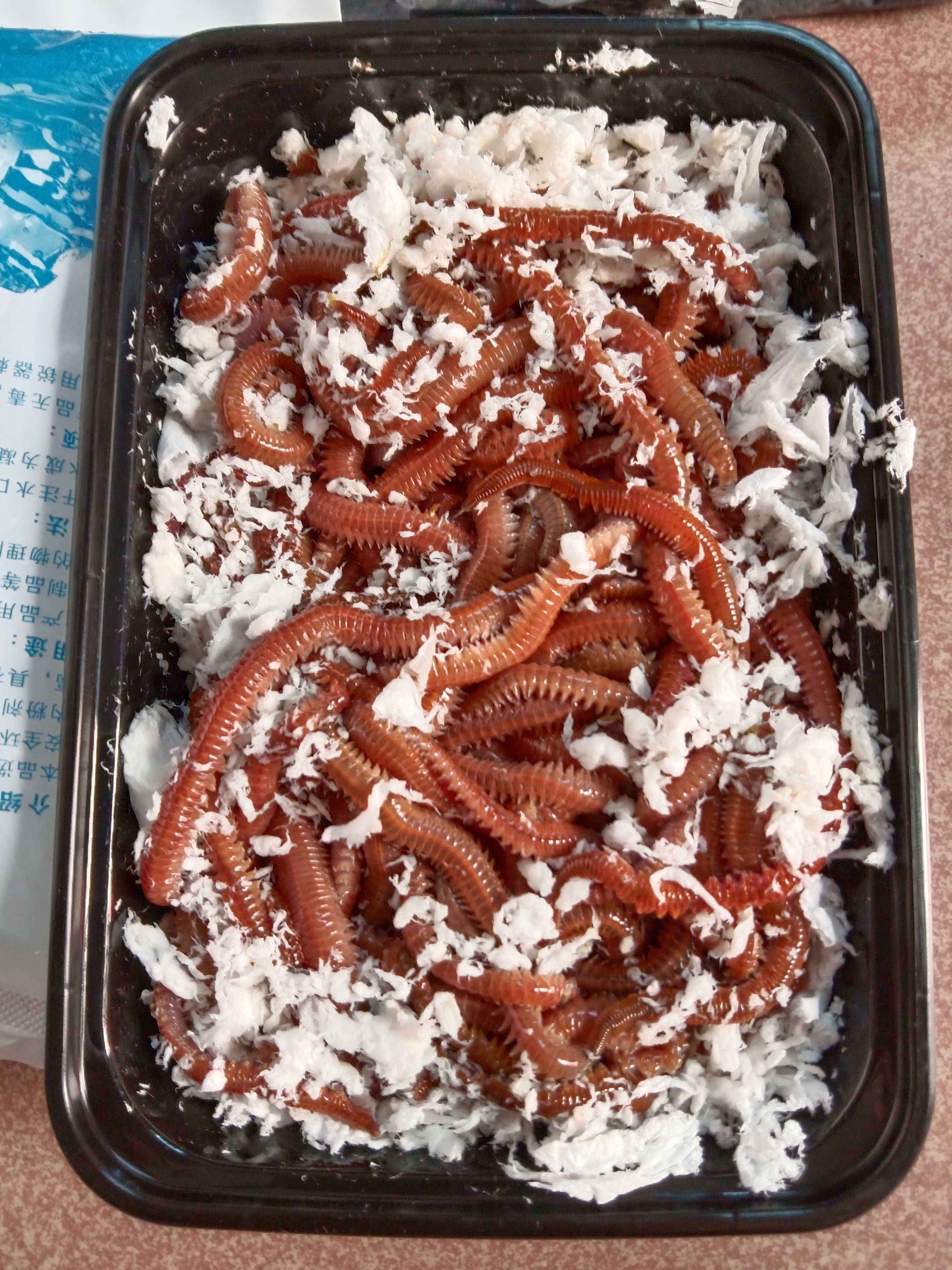 海钓用哪些饵(海钓一般用什么鱼饵)