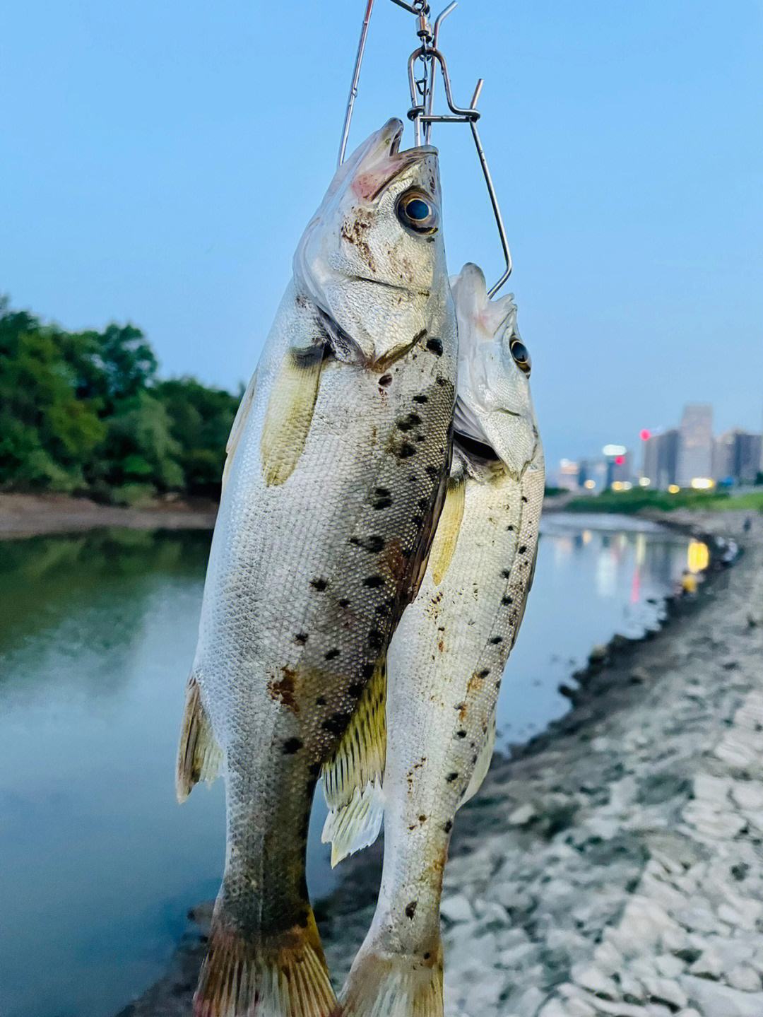 邛崃路亚鲈鱼(路亚水库鲈鱼怎么钓)