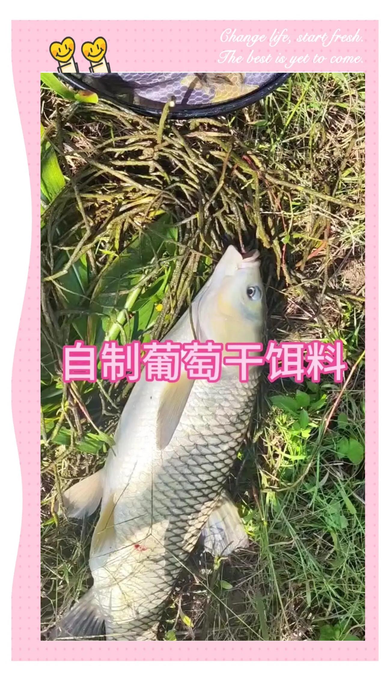 干散饵料作用(干散饵和软散和软黏的区别)