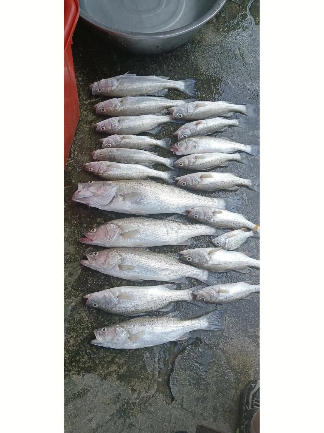 有水流怎么海钓鲈鱼(海水鲈鱼怎么钓用什么饵)