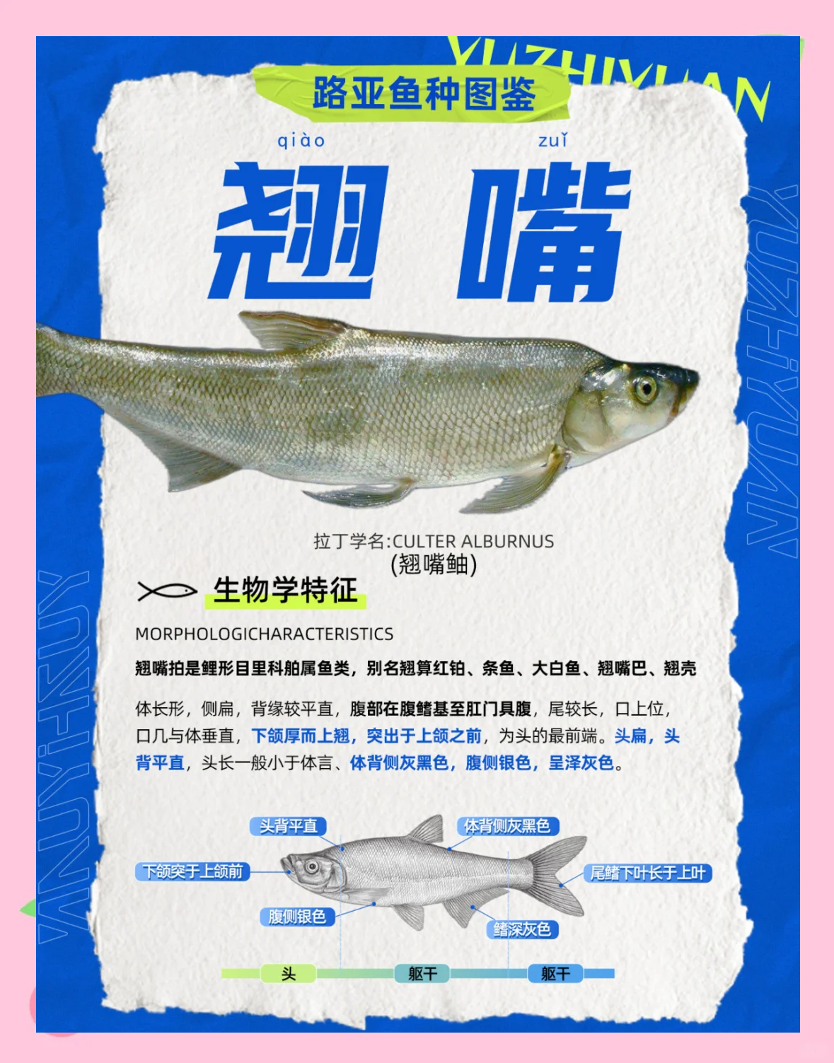 晚上路亚翘嘴技巧视频(晚上路亚钓翘嘴用什么饵)