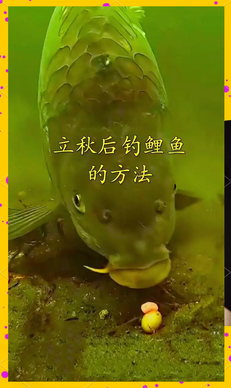流水钓鲤鱼技巧(流水钓鲤鱼怎么调漂最好)