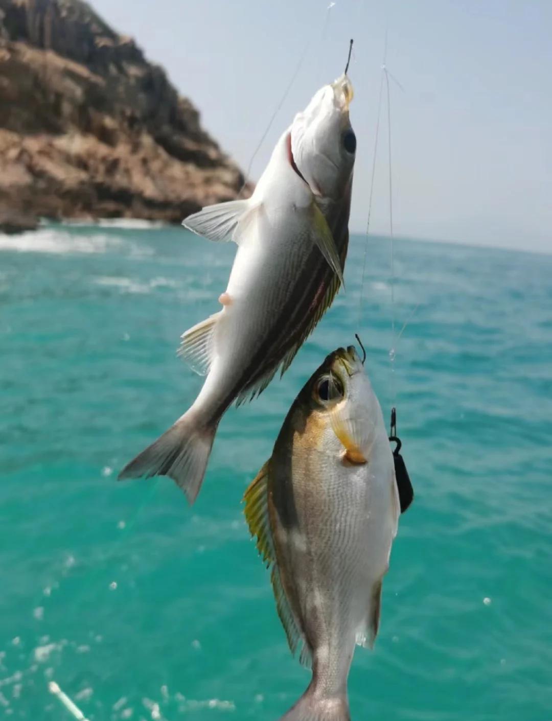 珠海高栏出海钓鱼(珠海高栏出海钓鱼多少钱)