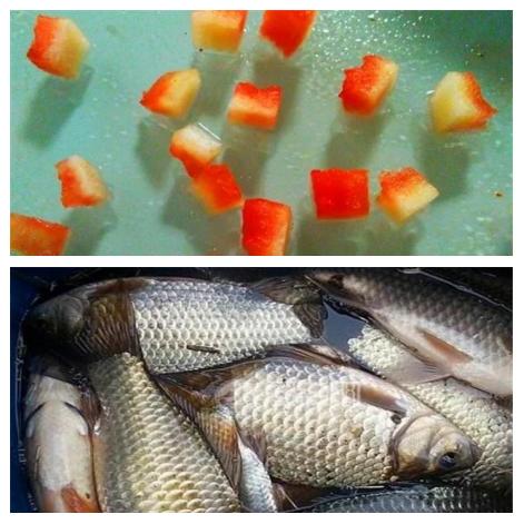 自己制造鱼饵料(自制鱼饵的三种基础配料)
