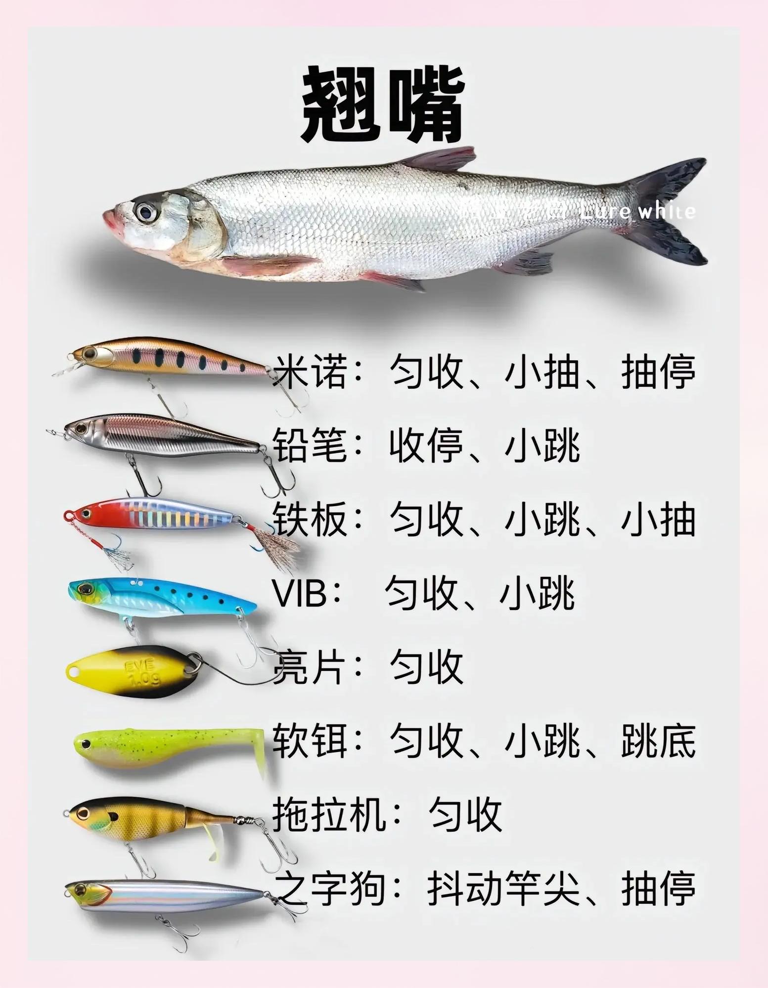 微物竿控饵技巧(微物竿线组和饵搭配)