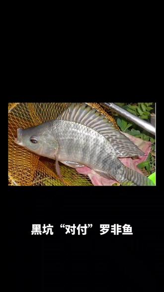 夏季黑坑钓罗非技巧(黑坑钓罗非鱼技巧全攻略)