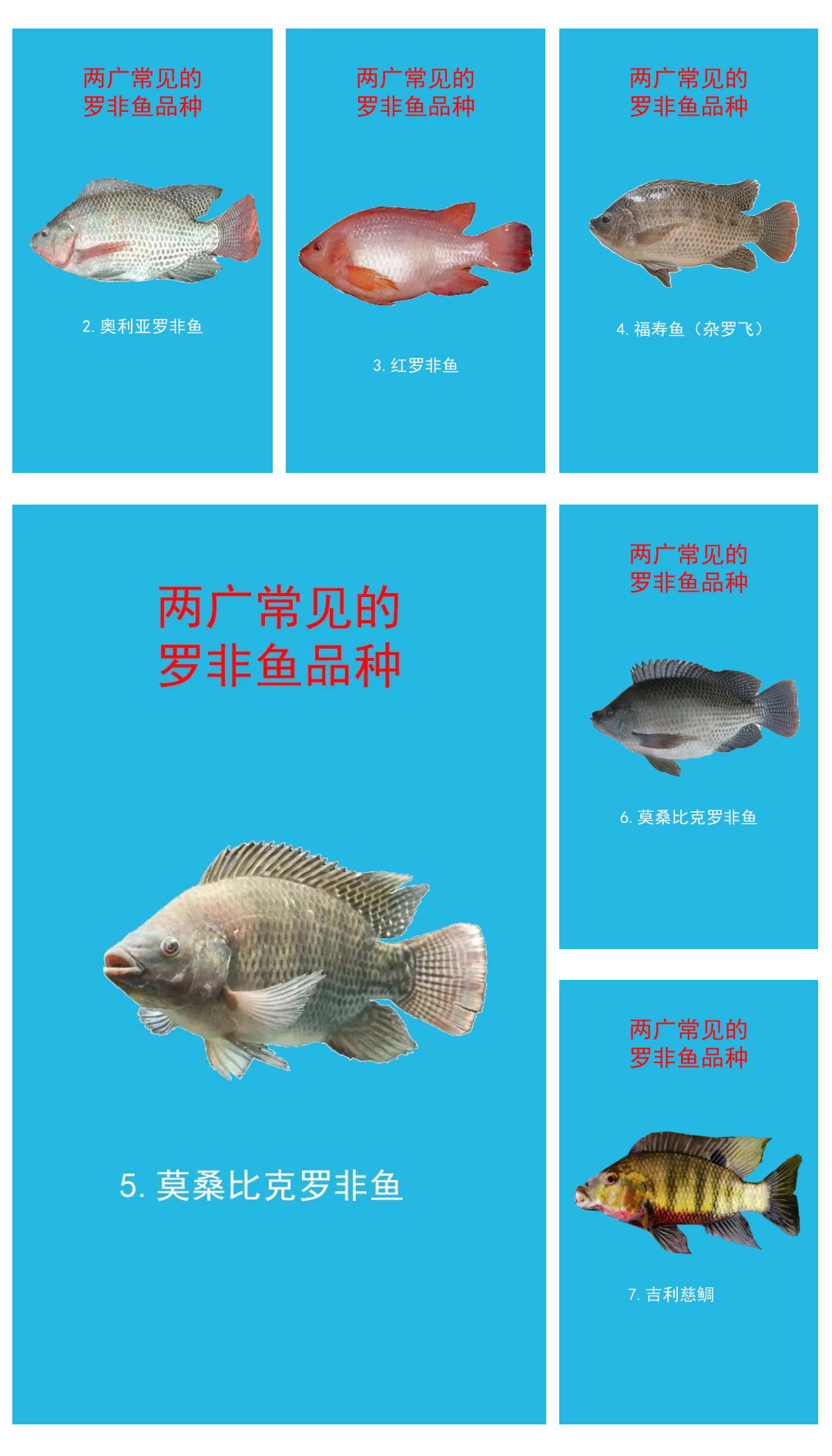 夏季黑坑钓罗非技巧(黑坑钓罗非鱼技巧全攻略)