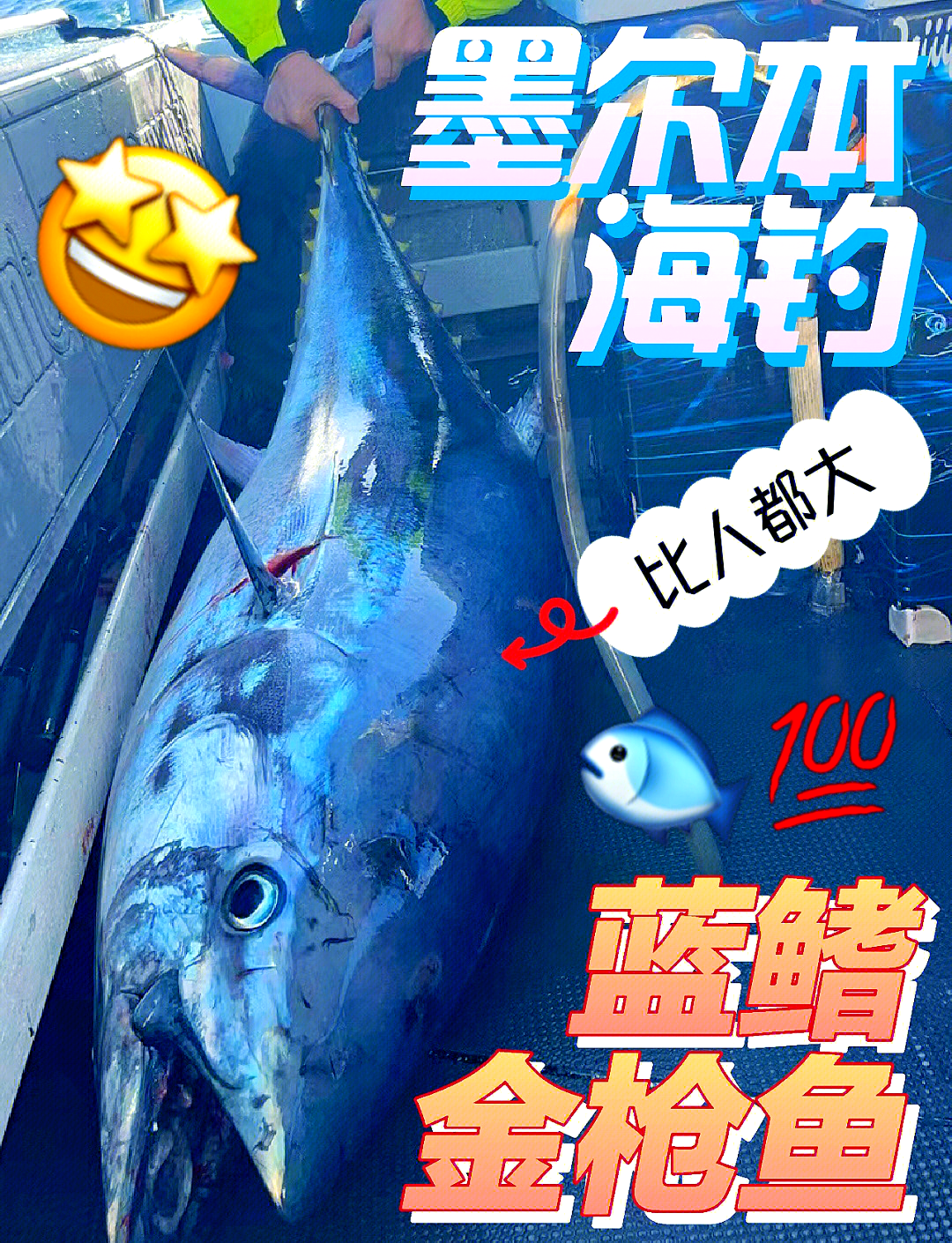 中国海钓金枪鱼视频(中国海钓金枪鱼视频在线观看)