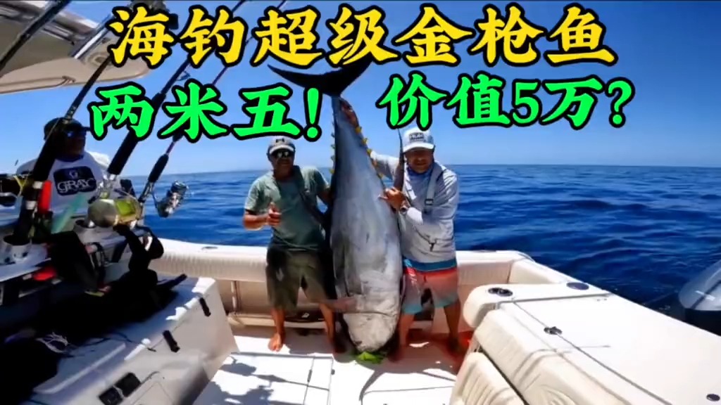 中国海钓金枪鱼视频(中国海钓金枪鱼视频在线观看)