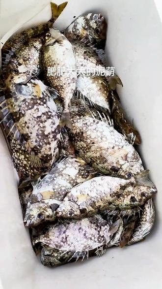 湛江鱼排海钓(湛江出海钓鱼电话)