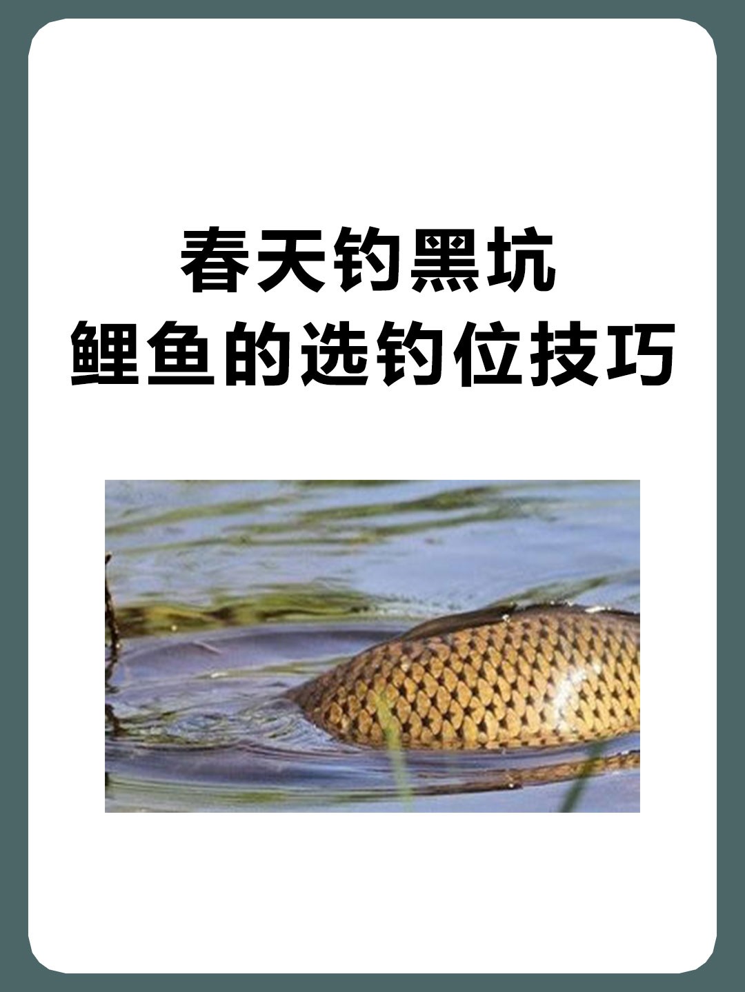 钓黑坑鱼技巧(钓黑坑鱼技巧视频)