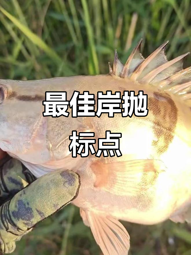 钓桂鱼技巧(钓桂鱼的最佳饵料)