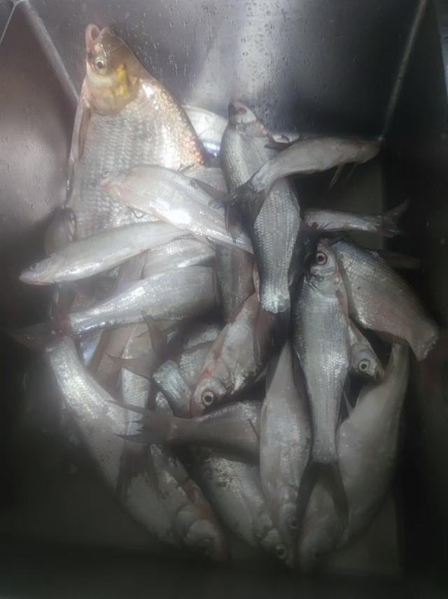 面粉饵料钓鳊鱼(钓鱼用面粉怎么做饵料)
