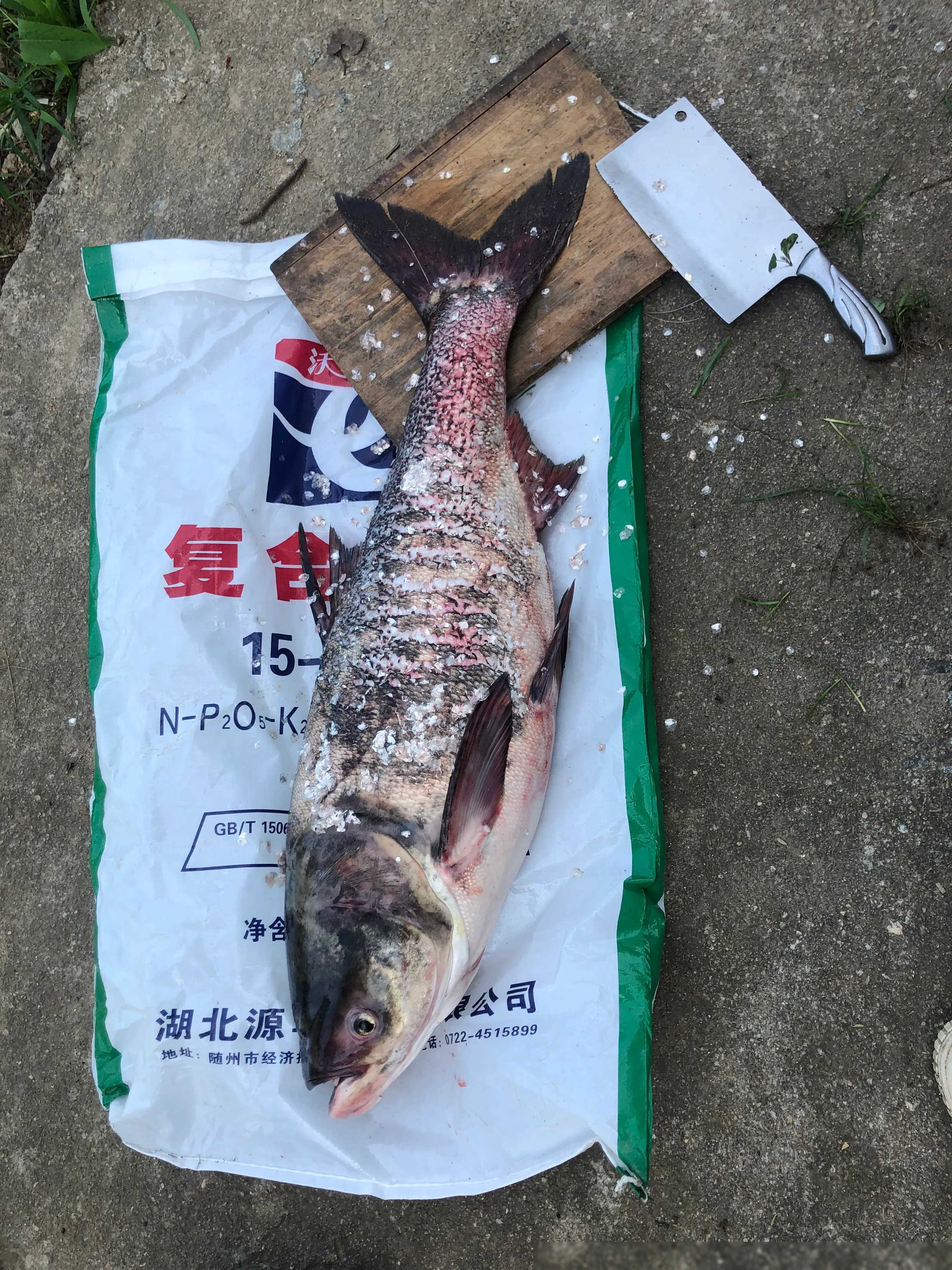 上海钓花鲢(上海钓花鲢的地方)