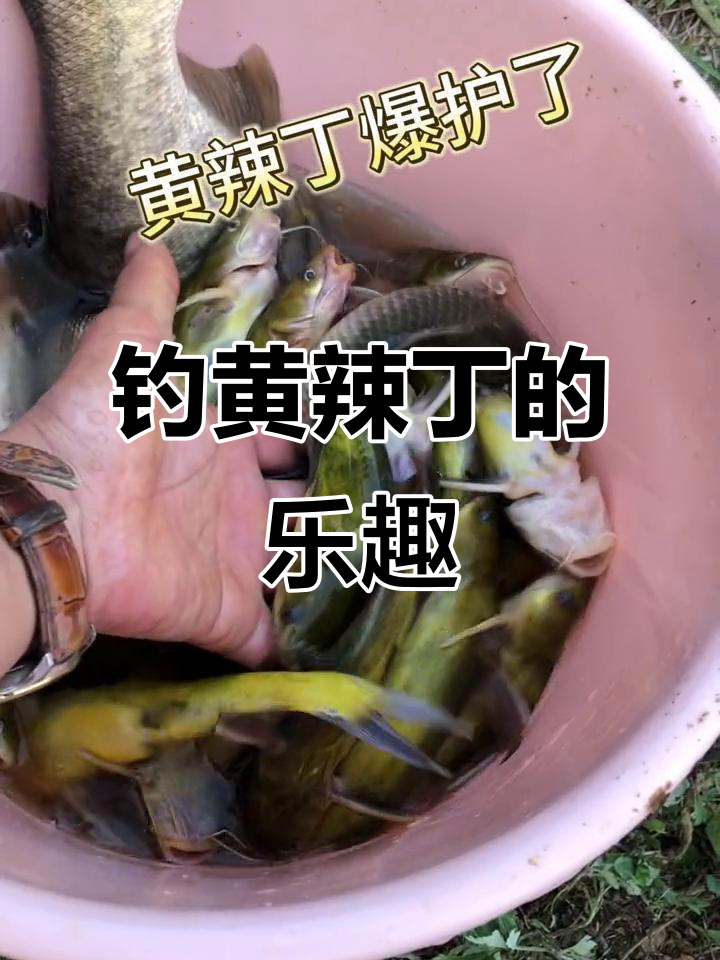 水库钓黄辣丁技巧(水库钓黄辣丁技巧和方法)