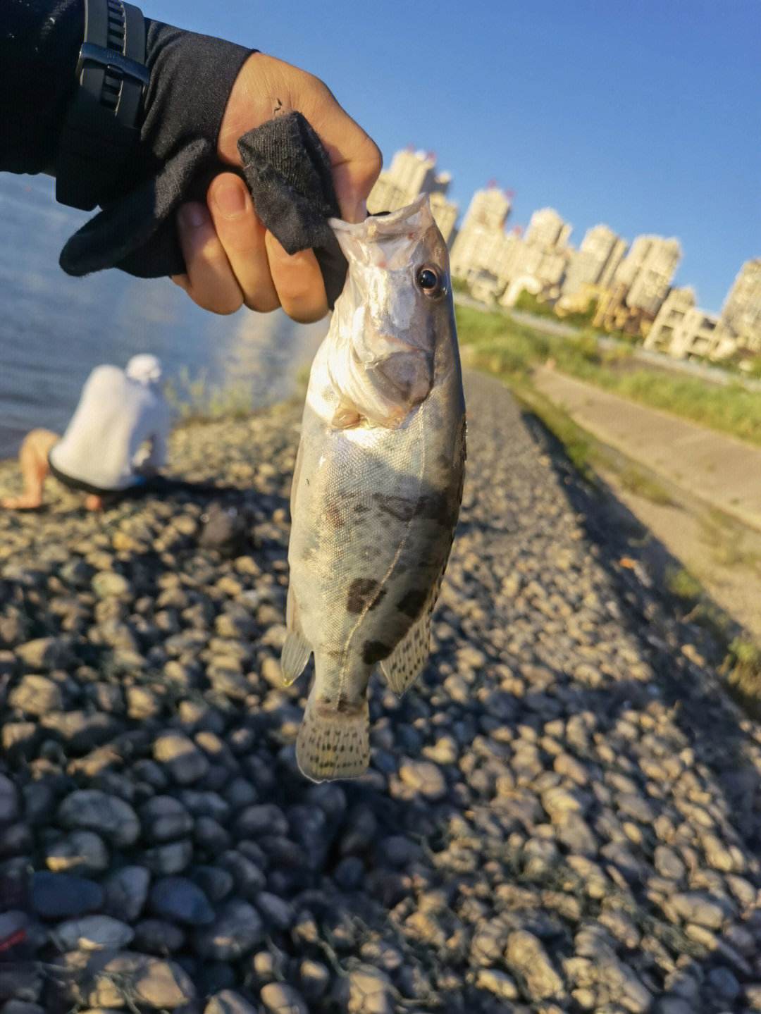 路亚杂食鱼(路亚鱼是怎么吃的)