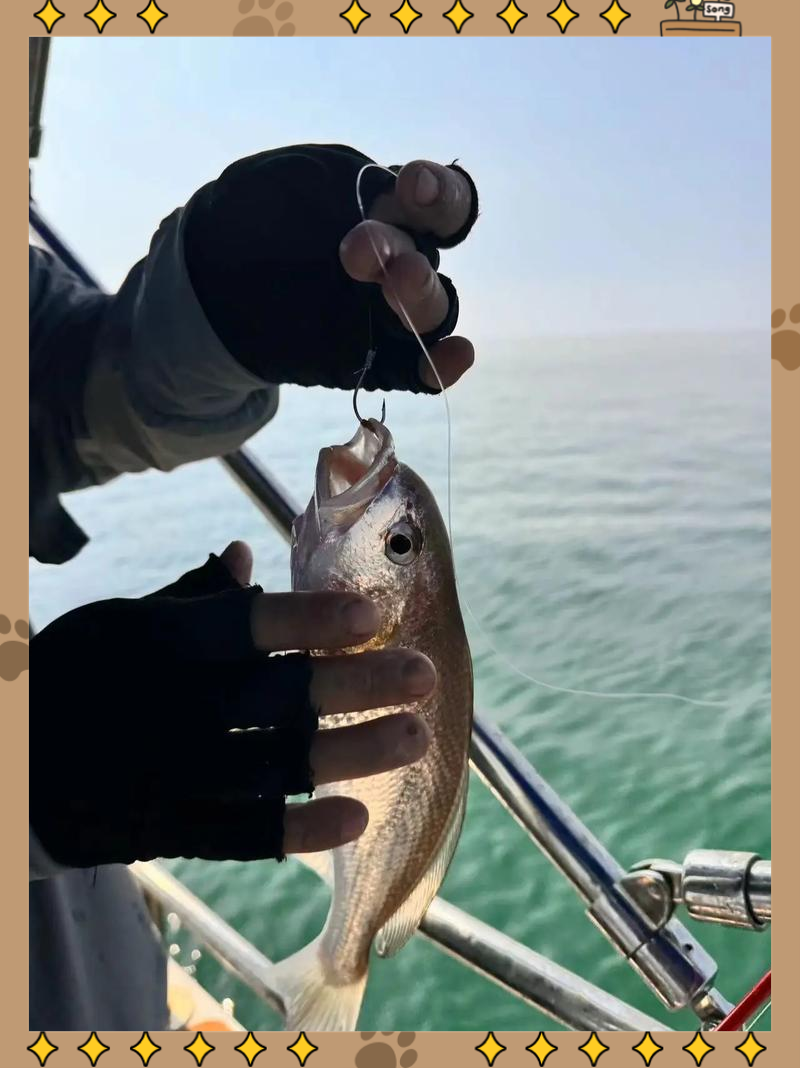 坐船海钓的鱼归谁(坐船海钓的鱼归谁管)