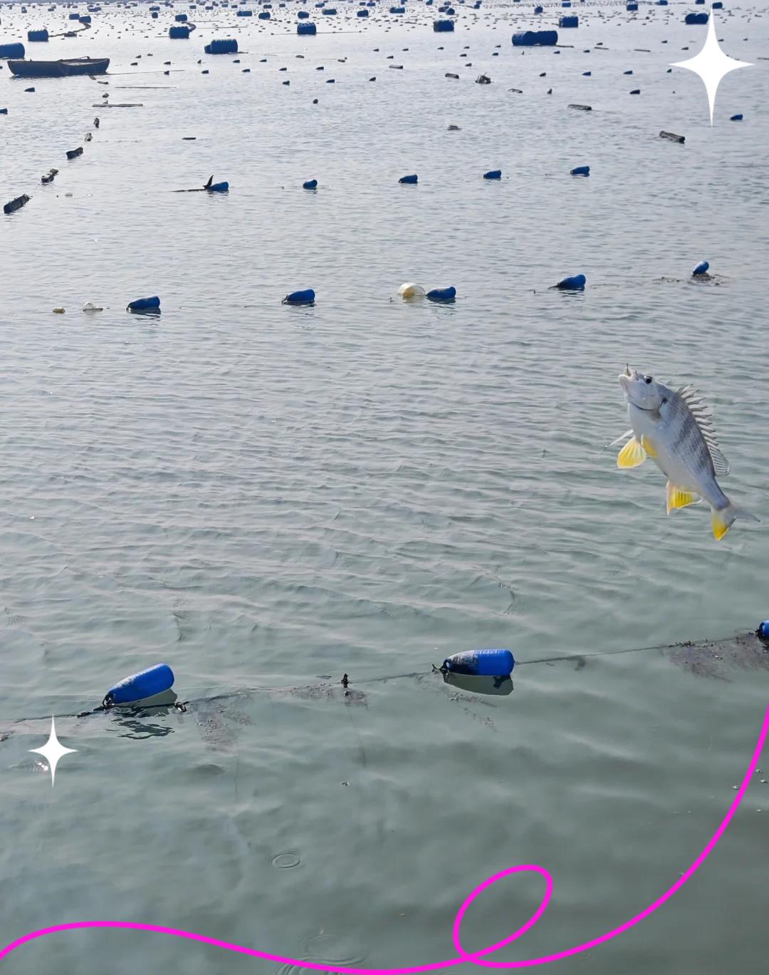 霞浦海钓租船(霞浦出海捕鱼租船价格)