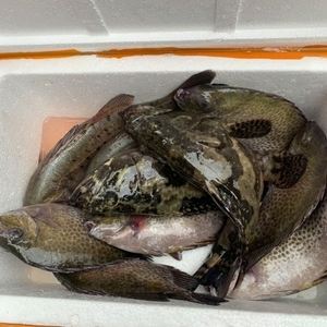 文昌海钓石斑鱼(文昌海钓石斑鱼在哪里)