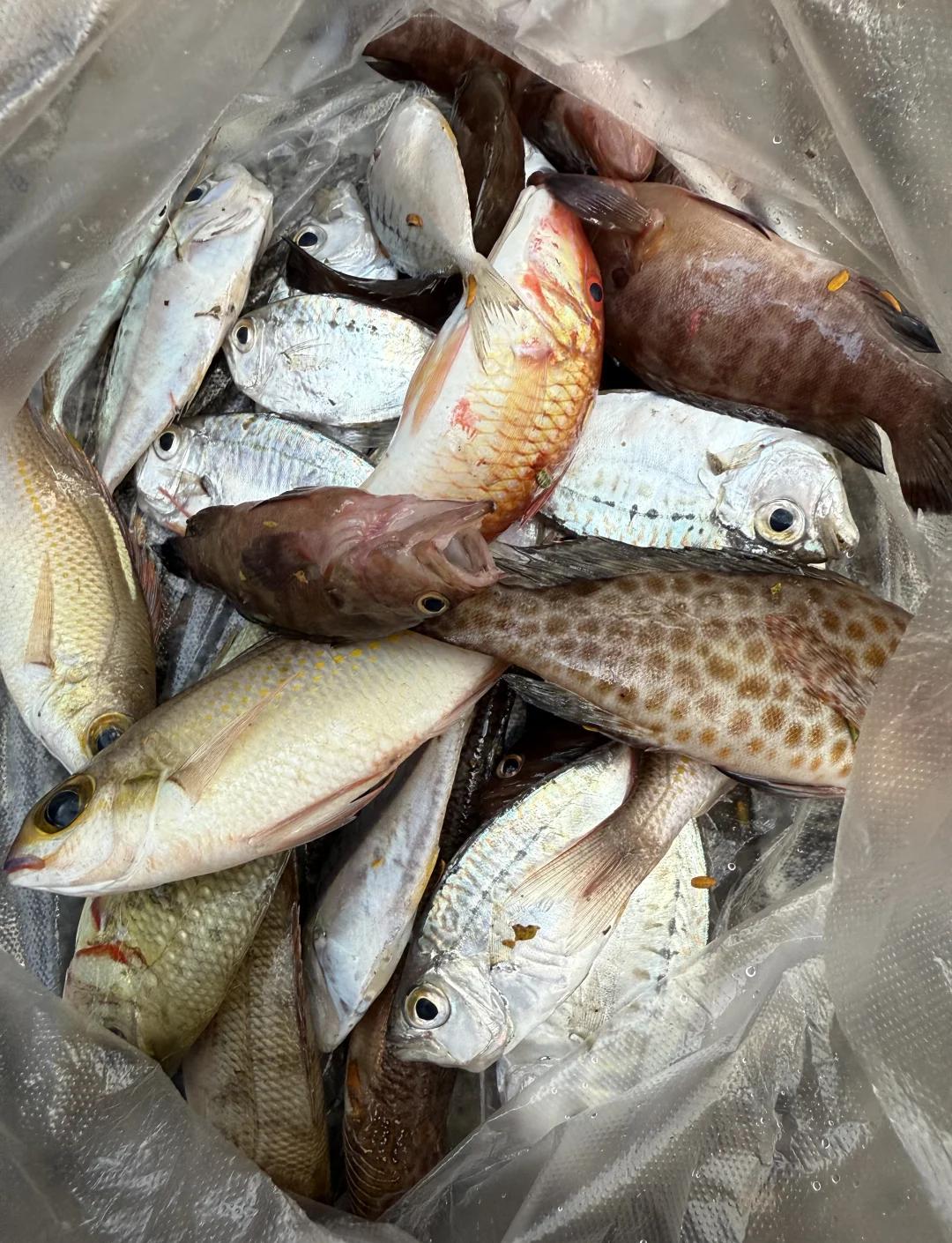 海钓大鱼视频(海钓大鱼视频石斑)