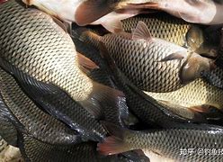 苦荞钓鱼技巧(苦荞鱼喜欢吃吗)