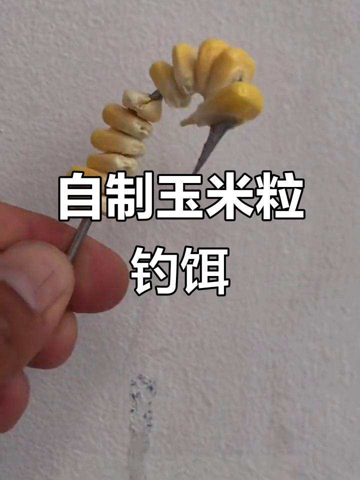 白糖玉米粒钓鱼技巧大全(白糖玉米粒的做法大全窍门)