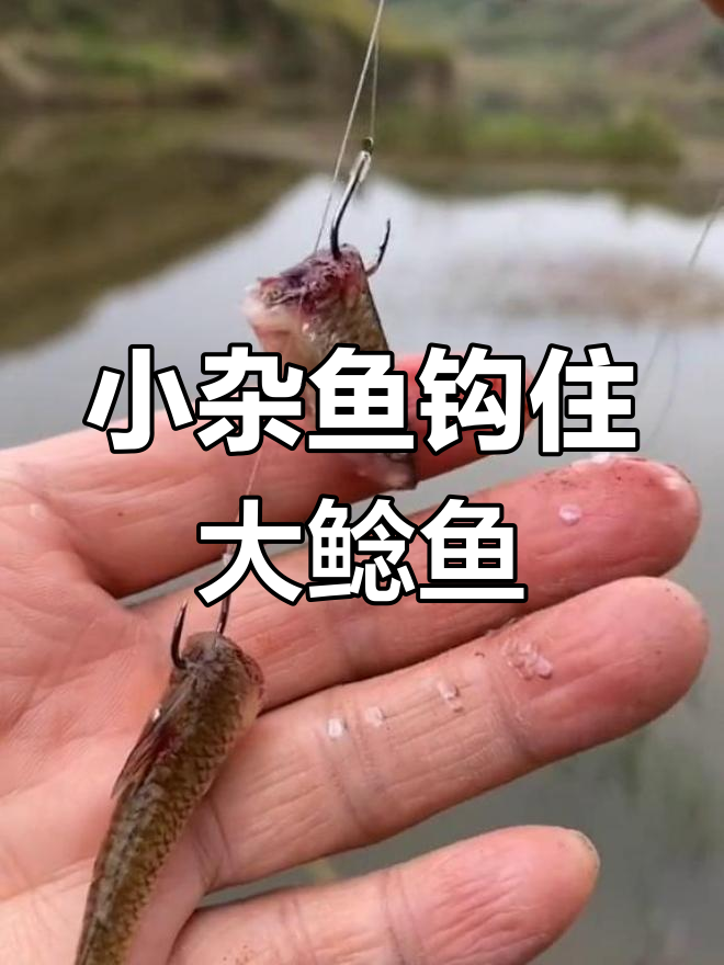 河钓鲶鱼技巧(河钓鲶鱼技巧图解)