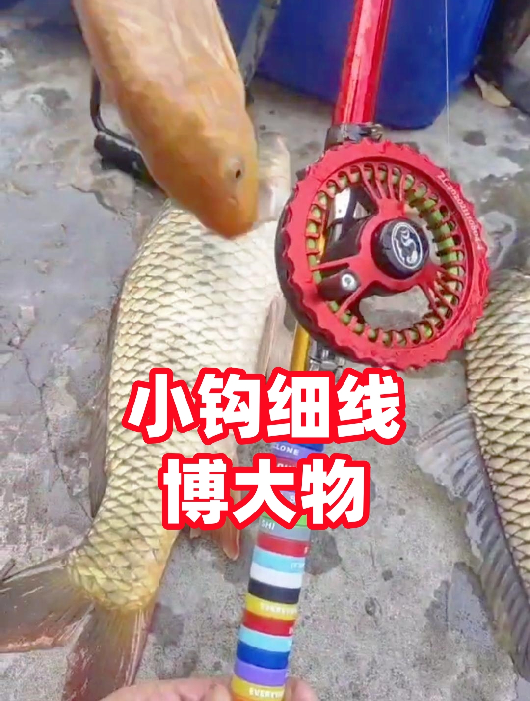 谷麦饵料台钓(谷麦钓用什么饵料)