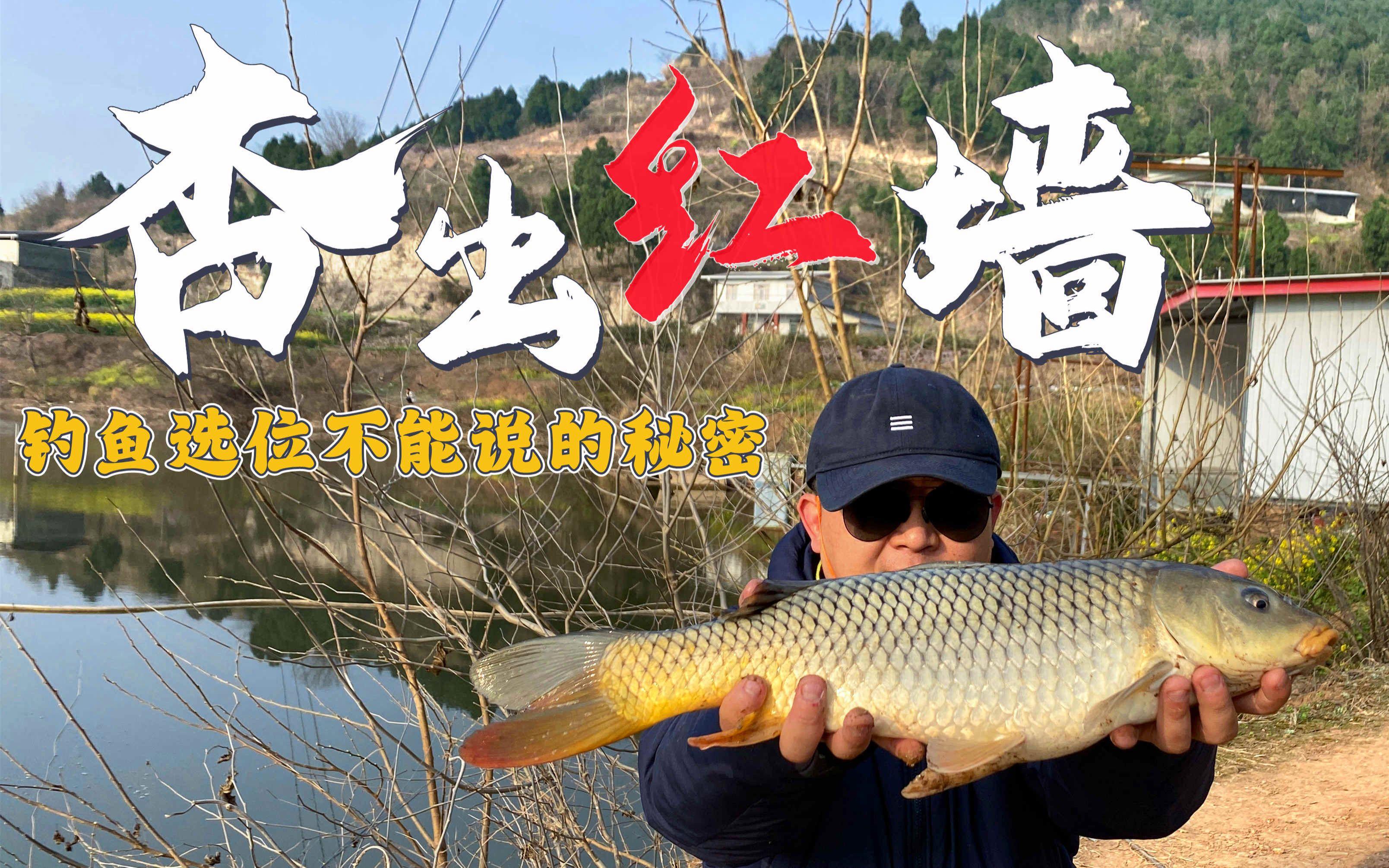 谷麦饵料台钓(谷麦钓用什么饵料)