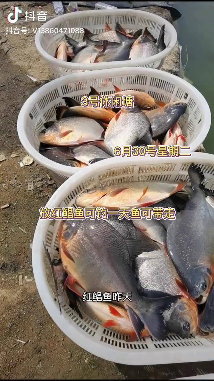 钓红鲳鱼的技巧(钓红鲳鱼的最佳饵料)
