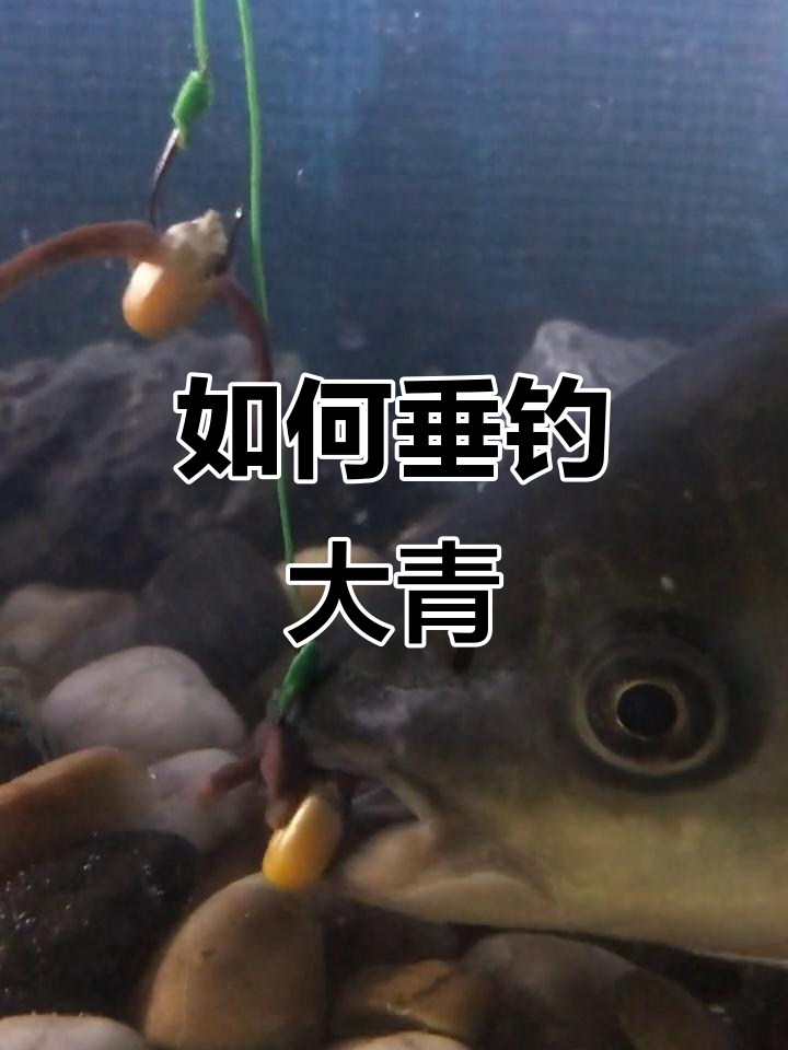 冬季黑坑青鱼选位技巧(冬季黑坑放青鱼什么时候开口)