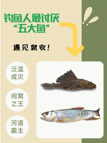 鱼挂收网技巧(如何收鱼网不缠绕)