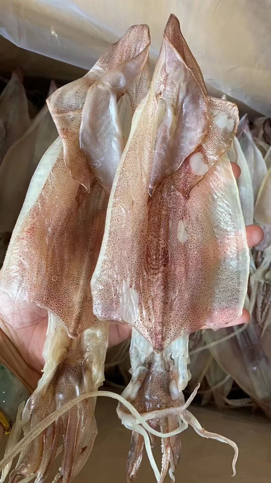 海钓鱿鱼条怎么切(海钓鱿鱼条用什么药水泡)