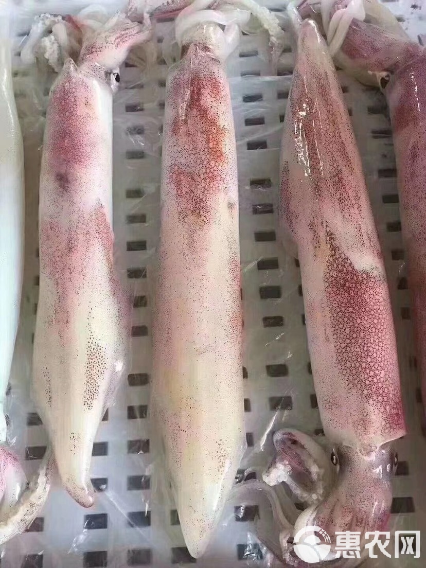 海钓鱿鱼条怎么切(海钓鱿鱼条用什么药水泡)