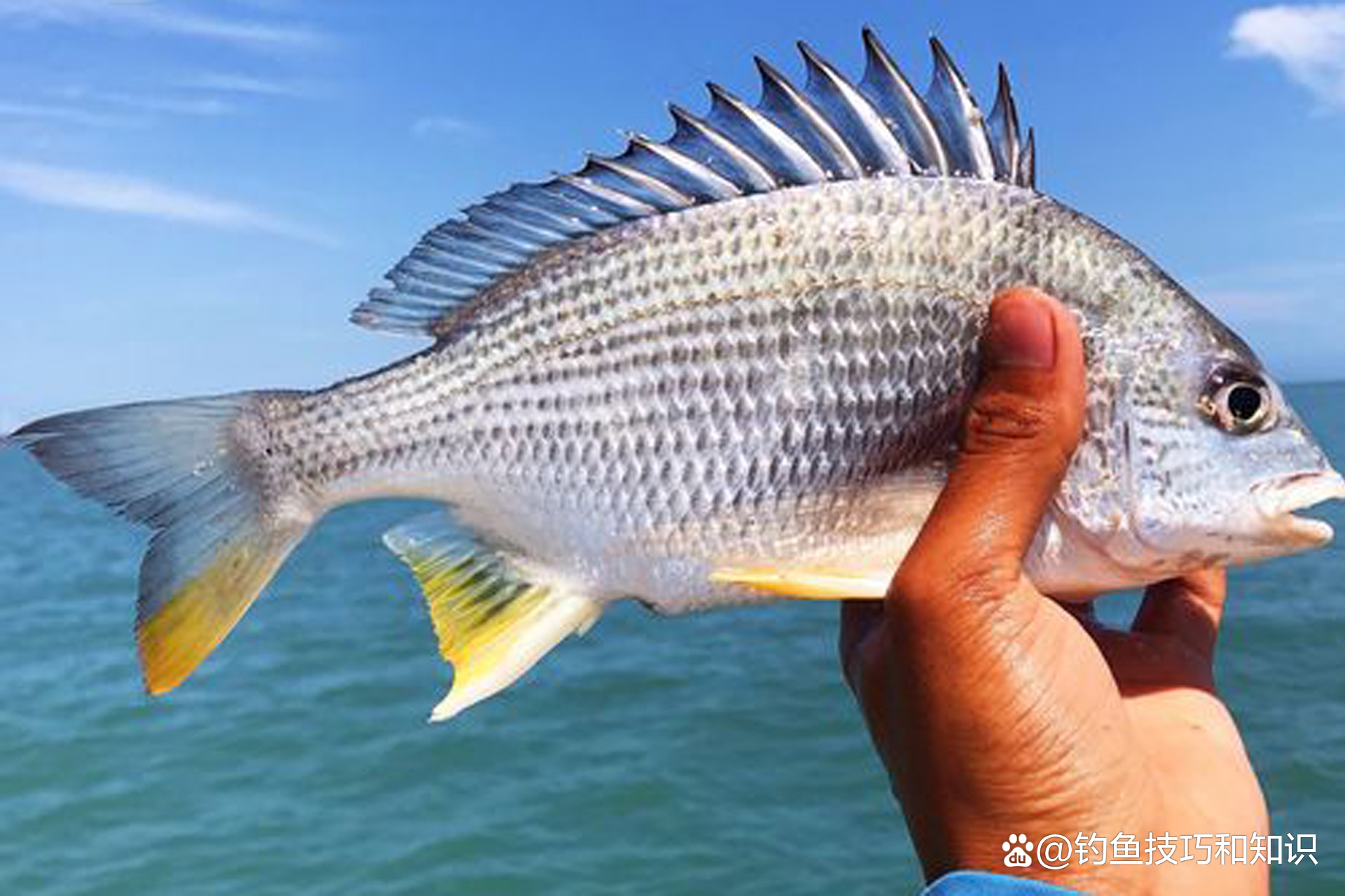 海钓鲷鱼如何打窝(钓鲷鱼用什么饵料打窝)