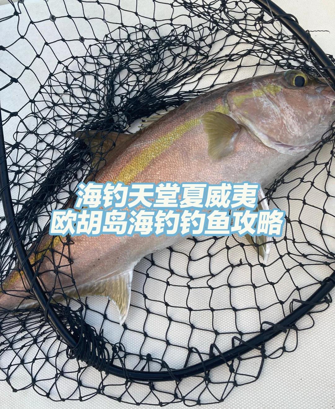 海钓鲷鱼钓浮多少(海钓鲷鱼用什么鱼饵)